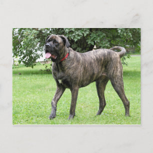 Neopolitan Mastiff Cyclone 01 Postcard