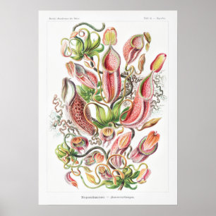 Nepenthes Art Prints