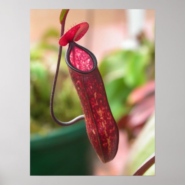 Nepenthes muluensis Pitcher Poster (Front)