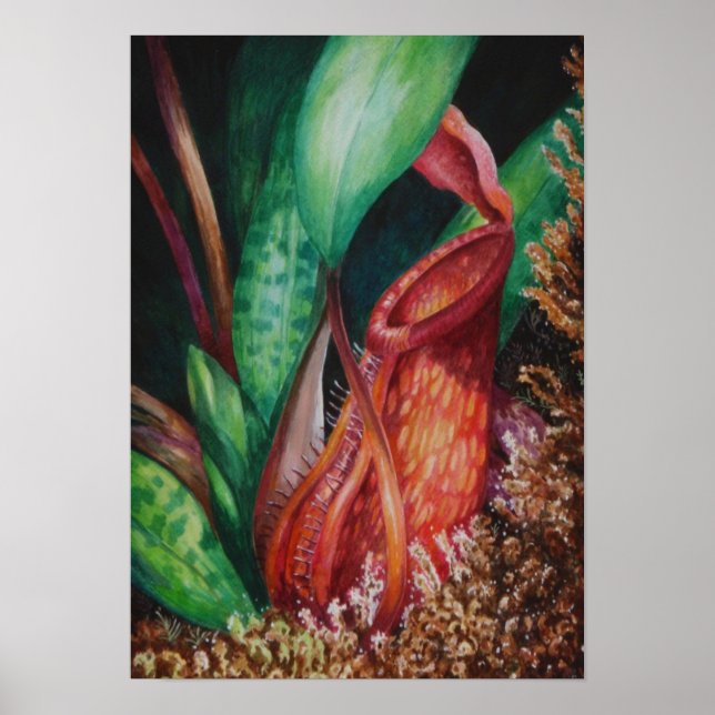 Nepenthes Of Mesilau Watercolor Art Poster (Front)
