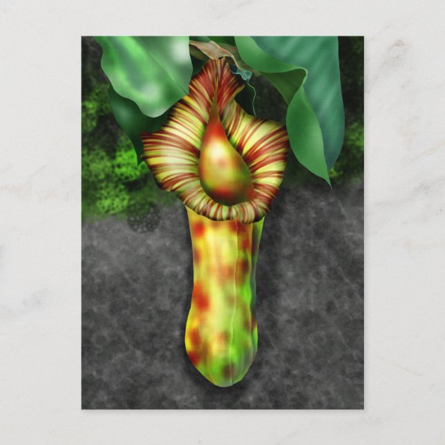 Nepenthes, Pitcher Plant Illustration Postcard (Front)