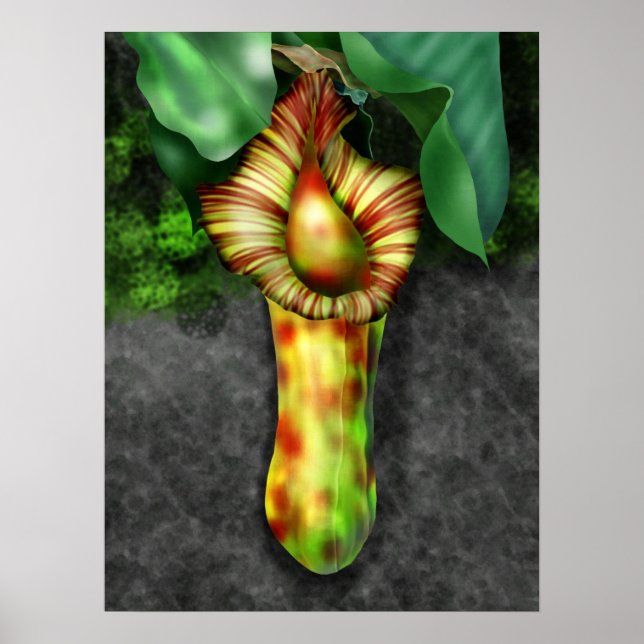 Nepenthes, Pitcher Plant Illustration Poster (Front)