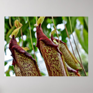 Nepenthes plants poster
