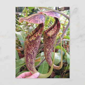 Nepenthes rafflesiana Photo Post Card