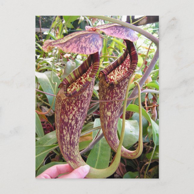 Nepenthes rafflesiana Photo Post Card (Front)