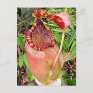Nepenthes sumatrana Photo Post Card