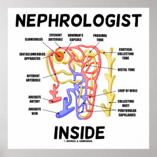 Nephrologist Inside Kidney Nephron Poster