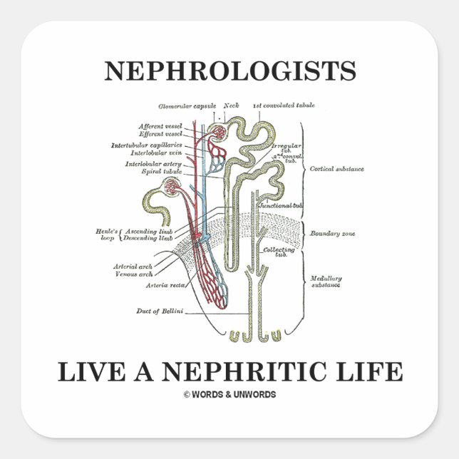 Nephrologists Live A Nephritic Life (Nephron) Square Sticker (Front)
