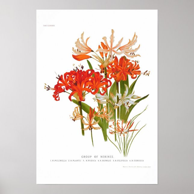 Nerines Poster (Front)
