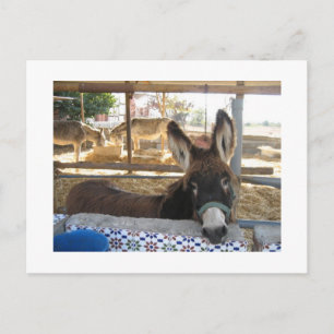 Nerja Donkey Sanctuary Postcard