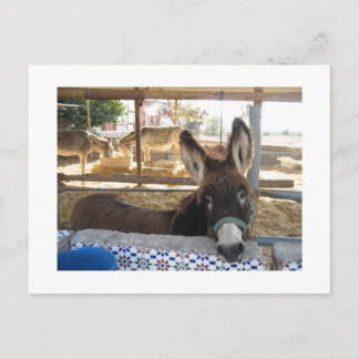 Nerja Donkey Sanctuary Postcard
