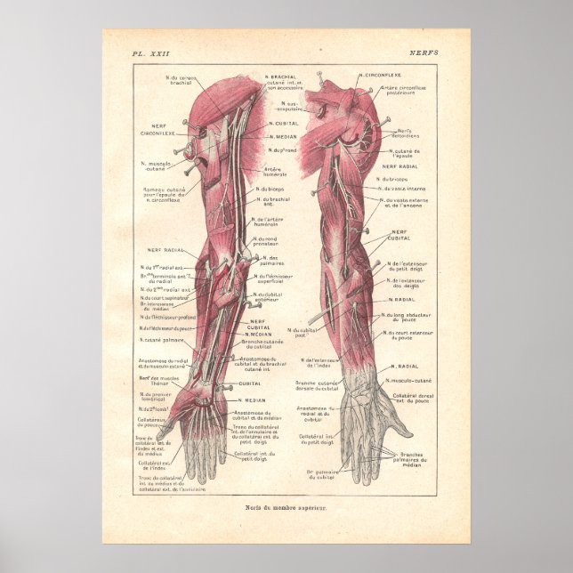 Nerves of the Arms Anatomy Poster in French (Front)