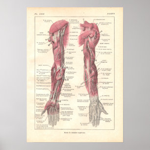 Nerves of the Arms Anatomy Poster in French