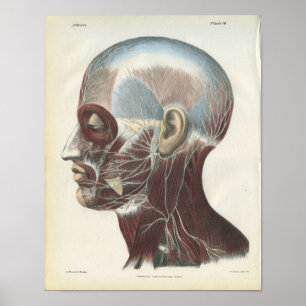 Nerves of the Neck Anatomy Print