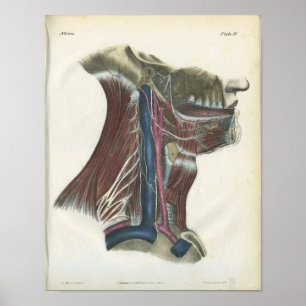 Nerves of the Neck Anatomy Print