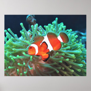 Nervous Clownfish Poster
