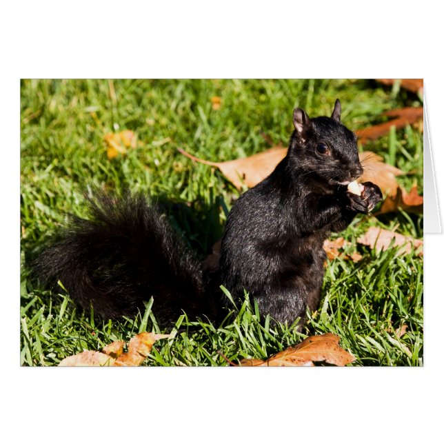 Nervous Little Guy (Front Horizontal)