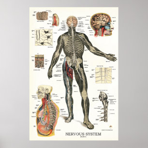 Nervous System Anatomy Poster 24 X 36