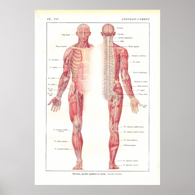 Nervous System Anatomy Poster in French (Front)
