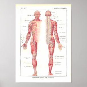 Nervous System Anatomy Poster in French