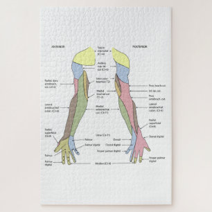 Nervous System cutaneous innervation upper limb Jigsaw Puzzle