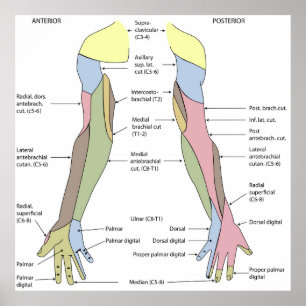 Nervous System cutaneous innervation upper limb Poster