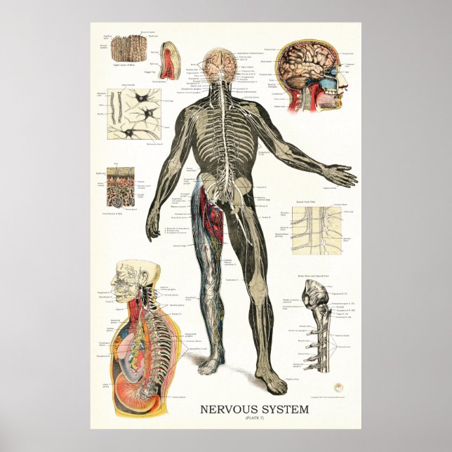 Nervous System Spinal Nerves Anatomy Poster (Front)