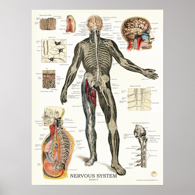 Nervous System Spinal Nerves Anatomy Poster (Front)