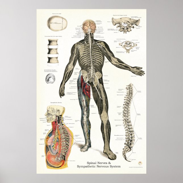 Nervous System Spinal Nerves Chiropractic 24 X 36 Poster (Front)