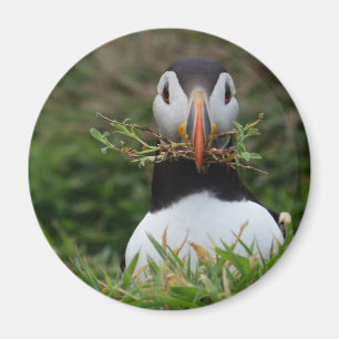 Nest Builder Puffin Magnet