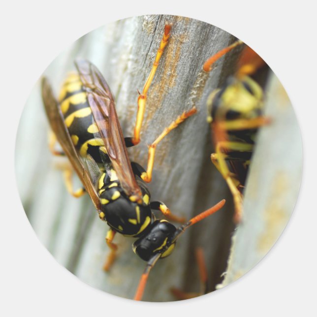 Nest of wasps classic round sticker (Front)