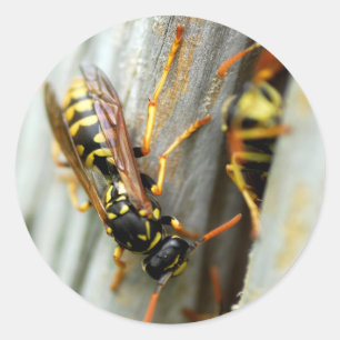 Nest of wasps classic round sticker