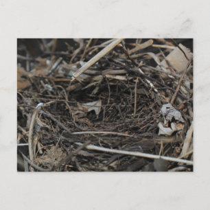 Nest Postcard