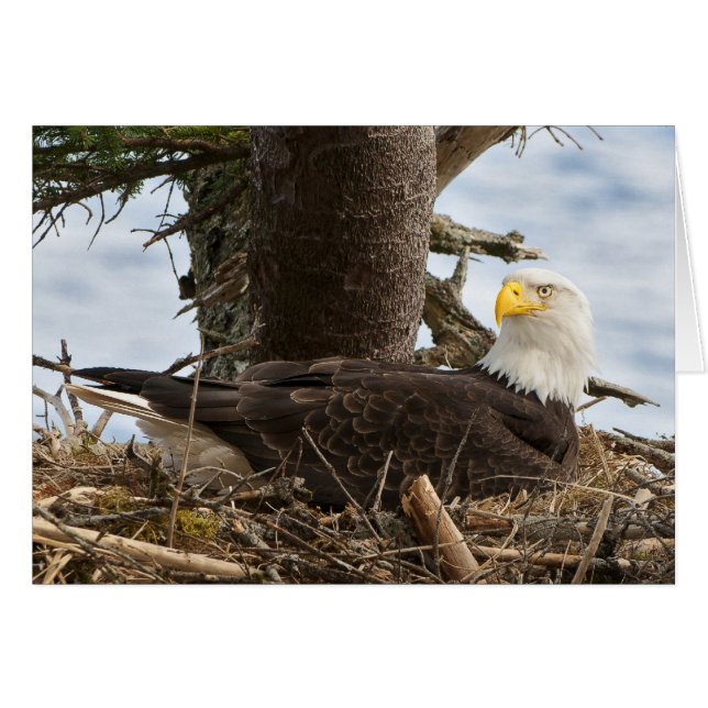 Nesting Bald Eagle (Front Horizontal)
