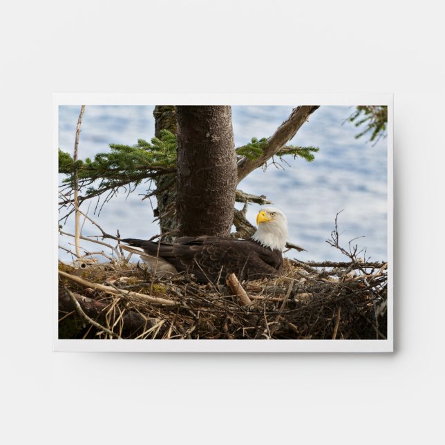 Nesting Bald Eagle Envelope (Front)