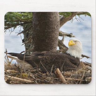 Nesting Bald Eagle Mouse Pad