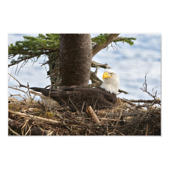 Nesting Bald Eagle Photo Print (Front)
