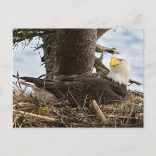 Nesting Bald Eagle Postcard