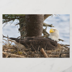 Nesting Bald Eagle Stationery