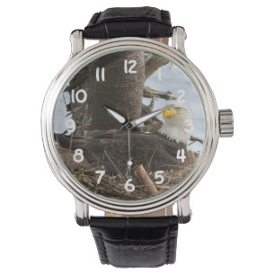 Nesting Bald Eagle Watch