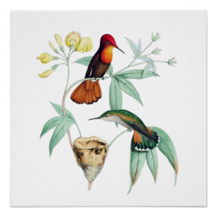 Nesting Hummingbirds Natural History  Poster Print