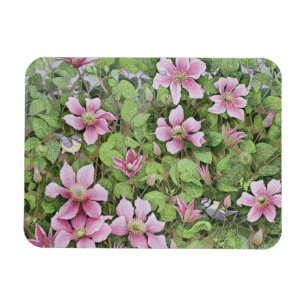 Nesting in Clematis Magnet