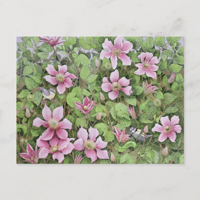 Nesting in Clematis Postcard (Front)