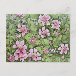 Nesting in Clematis Postcard