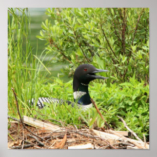 Nesting Loon Print