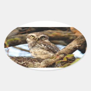 Nesting Owl Oval Sticker