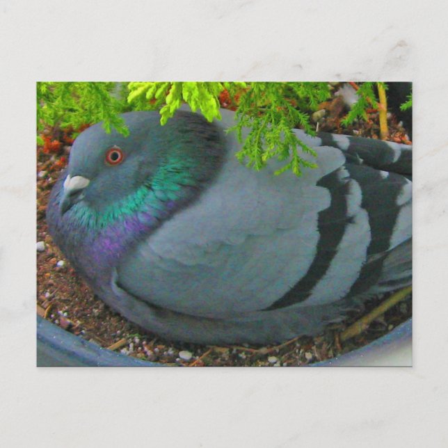 Nesting Pigeon Postcard (Front)