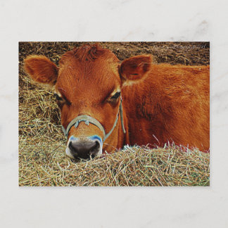 Nestled Cow Postcard