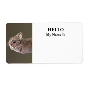 Netherland Dwarf Rabbit