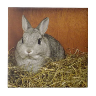Netherland Dwarf Rabbit Ceramic Tile